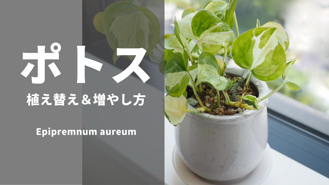 【初心者さんでも簡単】ひょろひょろ「ポトス」を救済！植え替え＆増やし方【間延び・根詰まり・仕立直し】