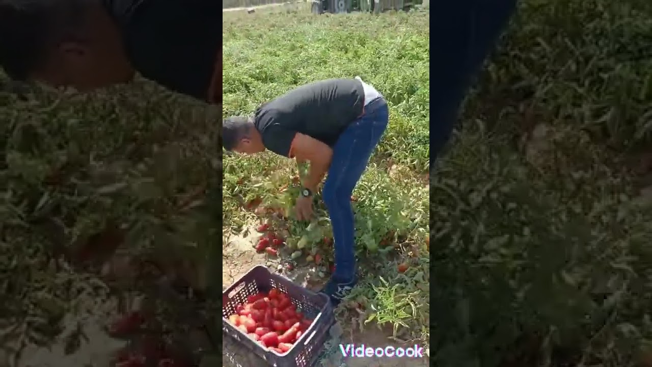 طماطم الصناعية صنف كوموليكس لشركة سينجينطا و موزع من طرف شركة أقروسيد.