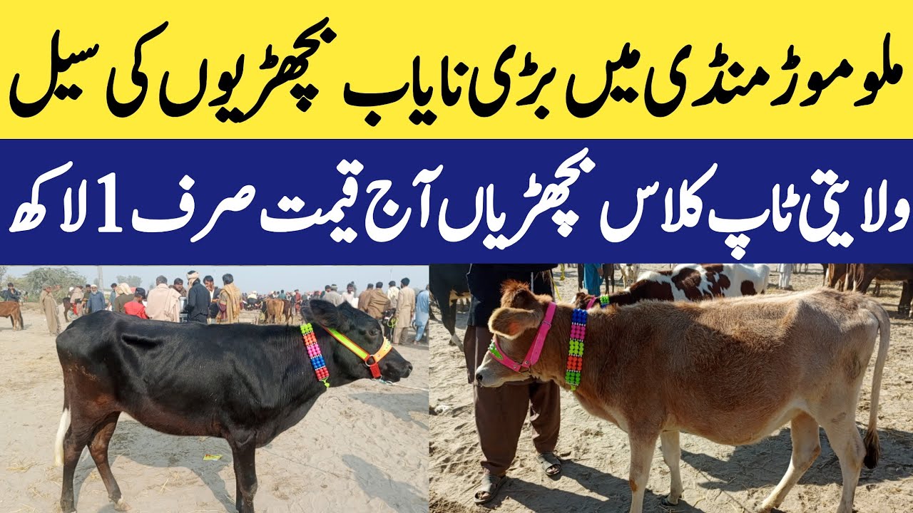 Heifers For Sale in Punjab | Today Malumor Mandi Jhang Update 2025