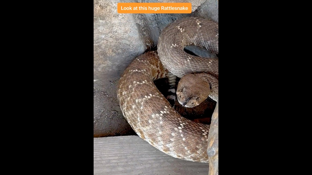 Monster Rattlesnake not happy to see Wrangler Bruce #youtube #snake #shorts #reels #edit #video #fyp
