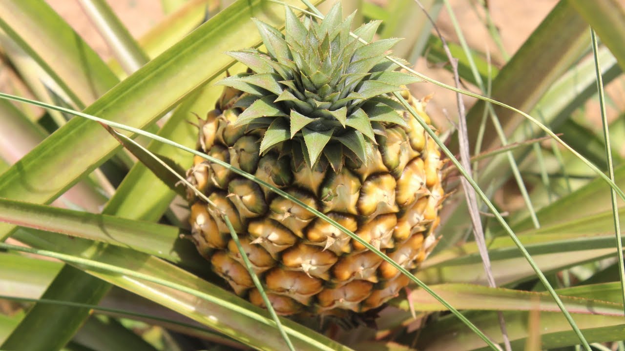 Cuidados y Manejos del Cultivo de Piña