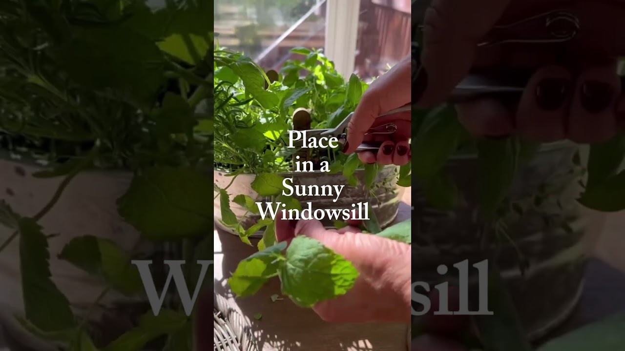 What!!? You haven&rsquo;t started an indoor herb garden yet? Grow all winter long like this! #gardening
