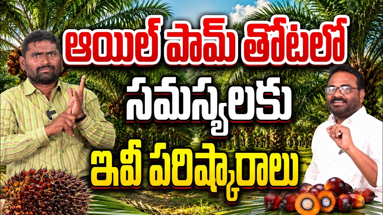 పామ్ ఆయిల్ తోటలో సమస్యలకు ఇవిగో పరిష్కారాలు | oil palm issues