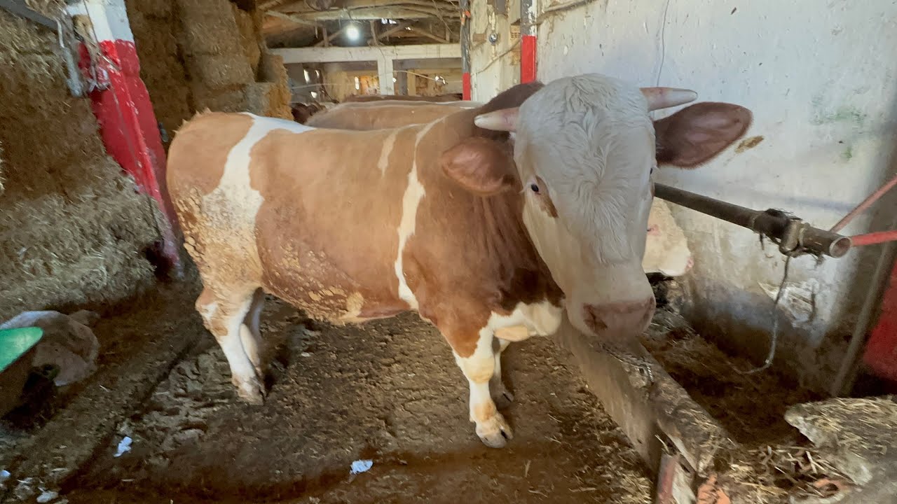 2026 KURBANLIKLARIMIZ.. #çiftlikişleri #cow #buzağı #kurbanlık #animals #farming 