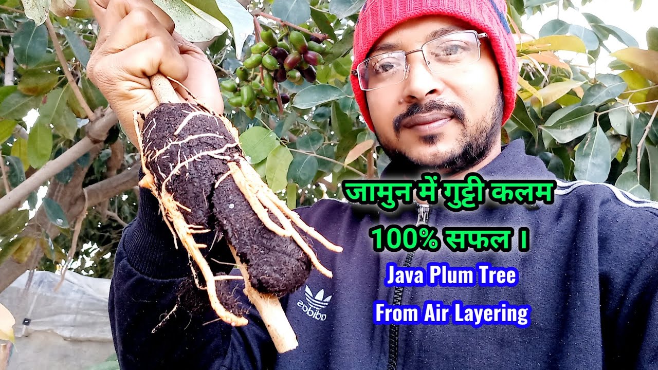 Air layering easy technique / how to air layeing on plants / Java Plum Tree Air layering