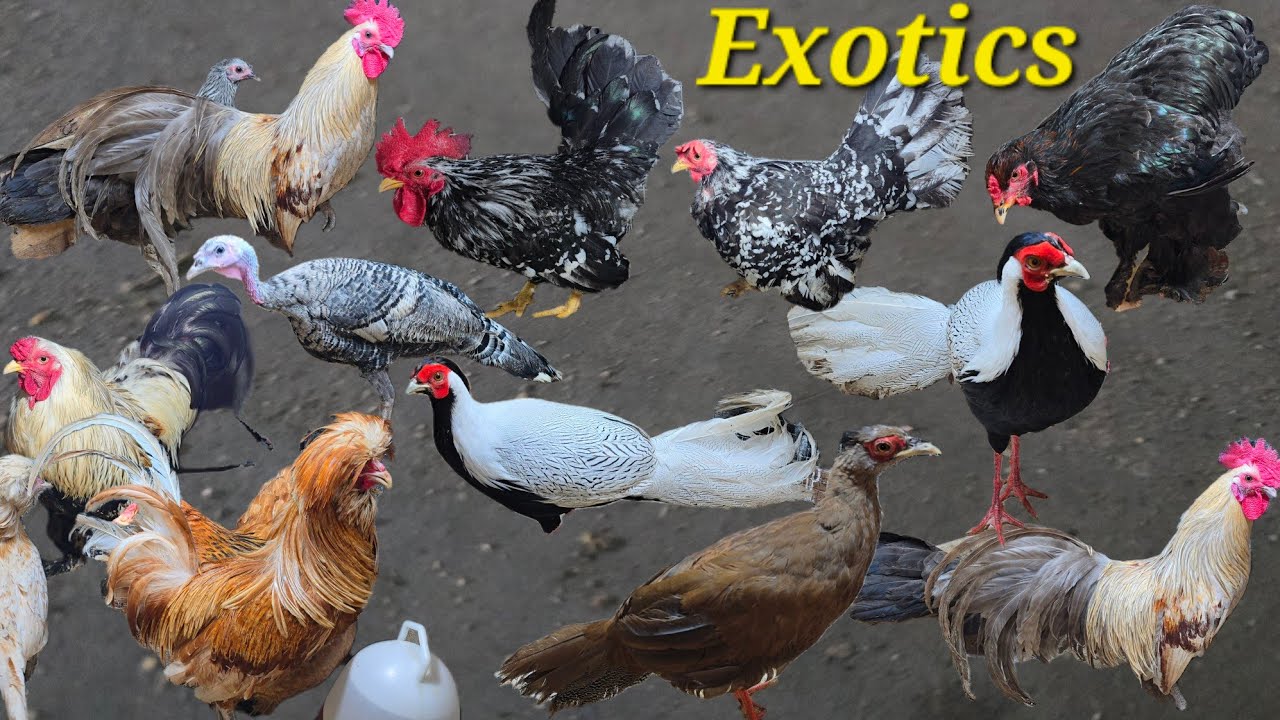 Exotic chicken's available in Hyderabad | pheasant bird's | turkey Golden subrite Japanese bantam