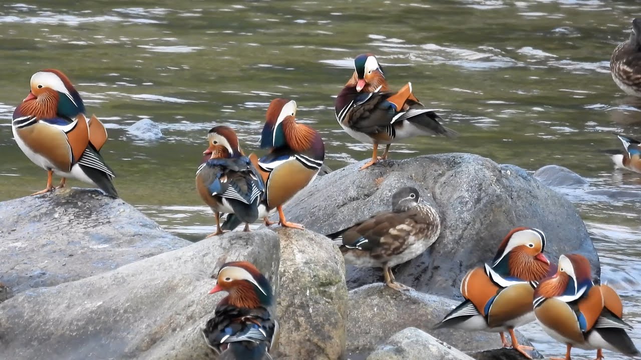 オシドリ (2025) 4K / Mandarin Duck