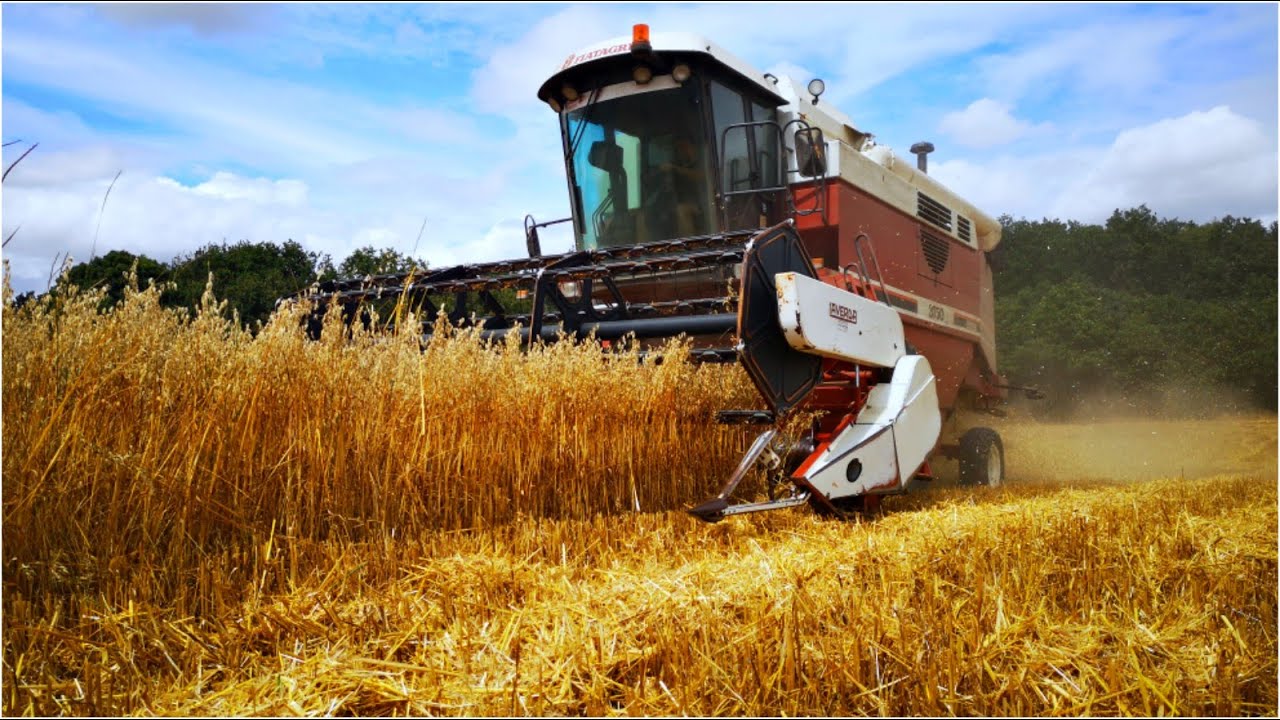 Moisson d'avoine 2020 / Fiatagri 3750 / John Deere 6300 / New holland TL