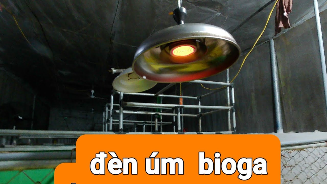 đèn úm bioga/bioga heating lamp