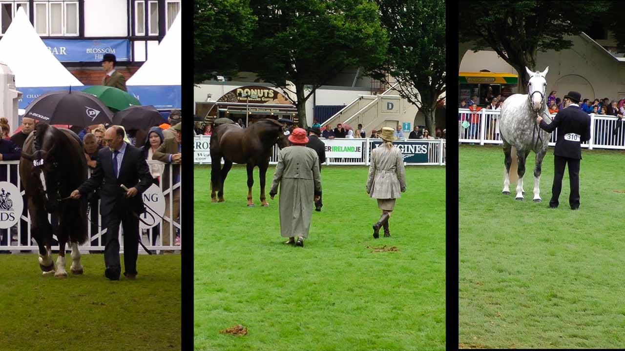 Dublin Horse Show RID Stallion Class RDS 2014
