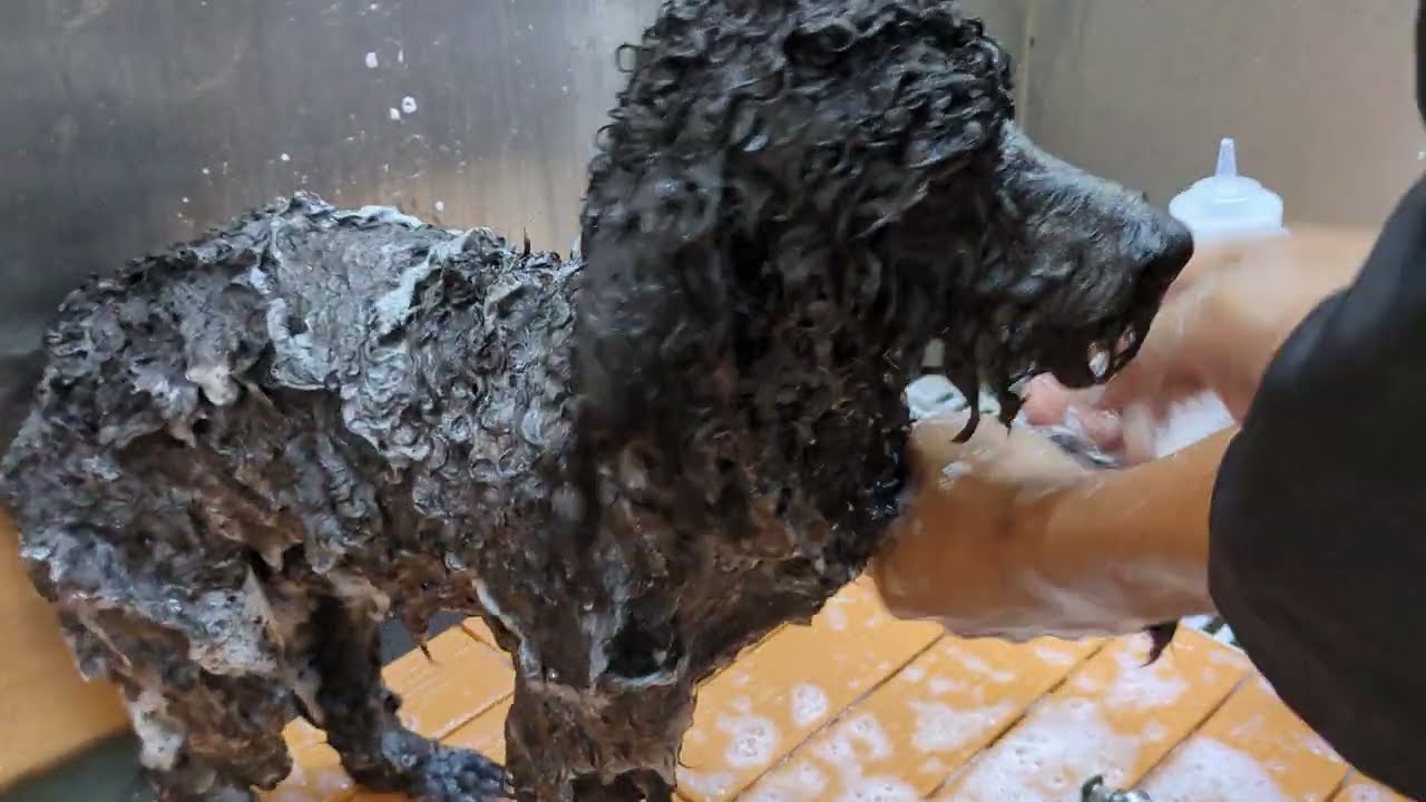 Severely Matted Rescue Dog Gets A Second Chance At Life 