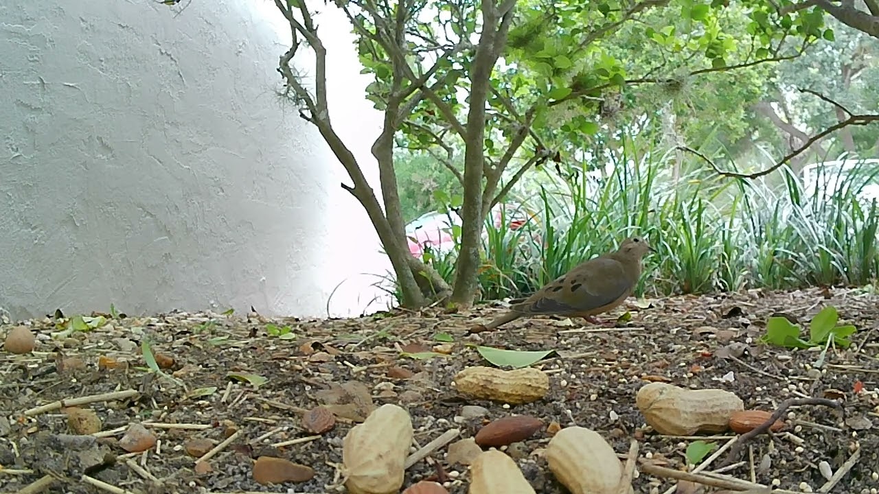 07132024 Mourning Dove in the Feeder Hedge