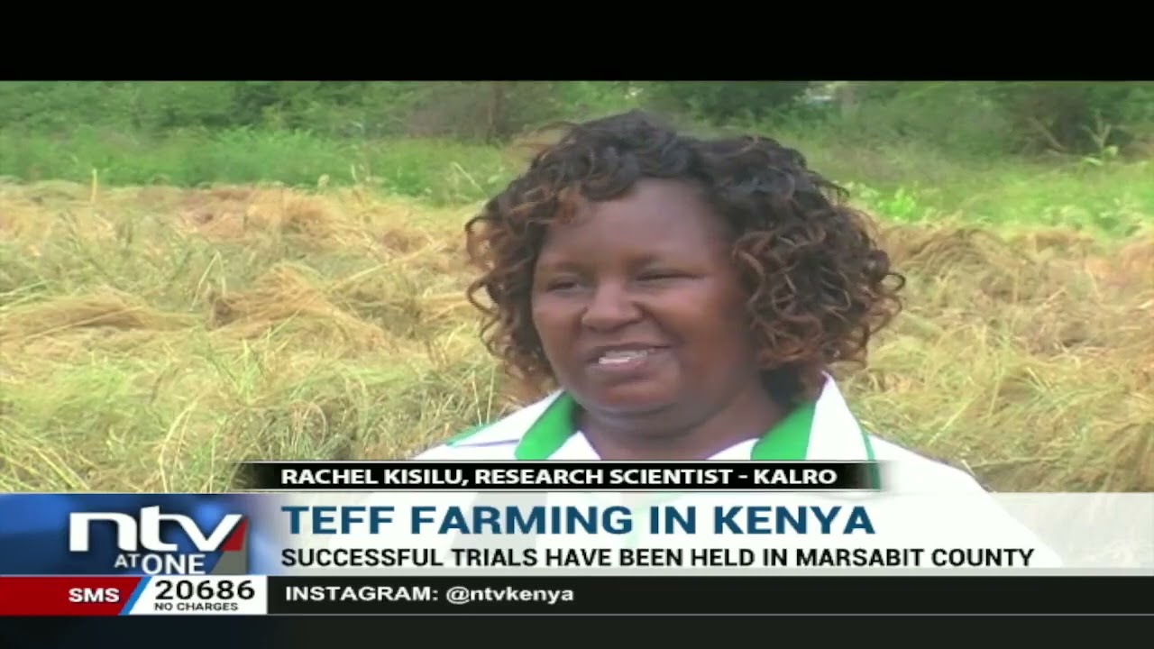 KALRO begins the rollout of teff to farmers