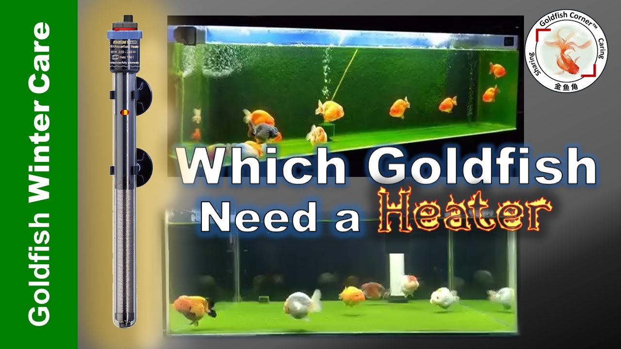 The TRUTH about Heating Your Goldfish Tank, Revealed!👉