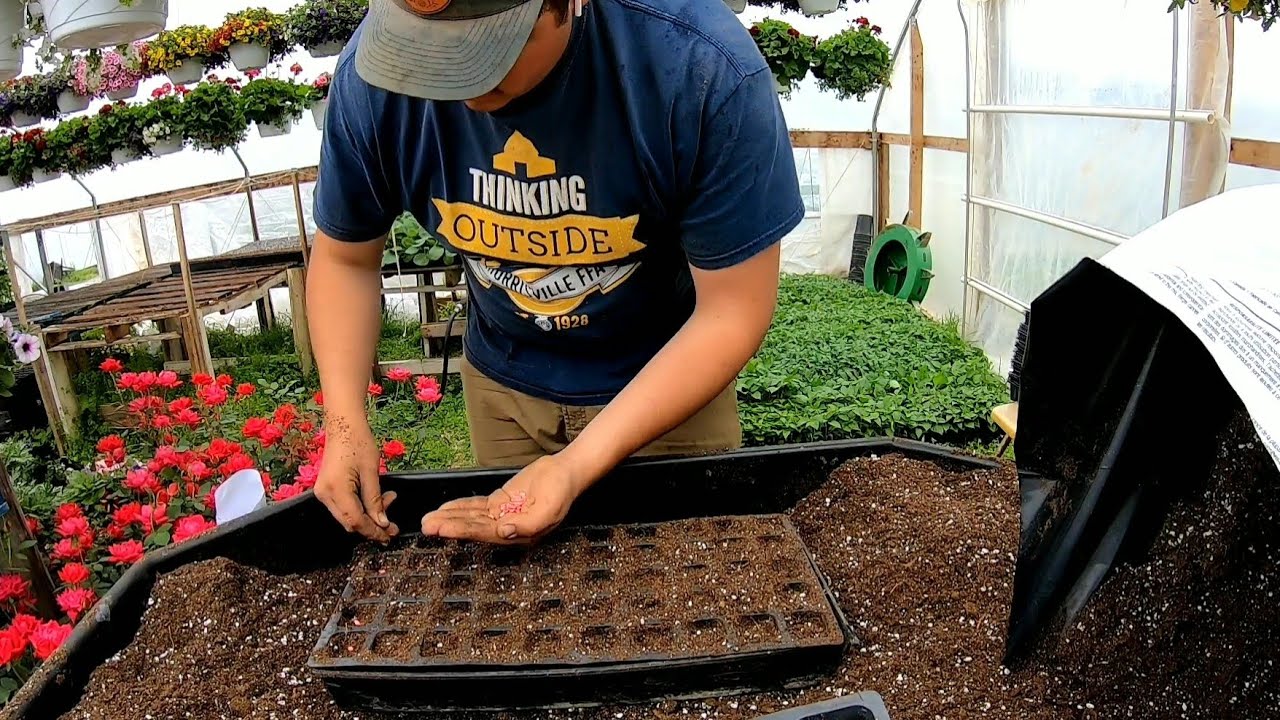 Seeding Watermelon and Cantaloupe