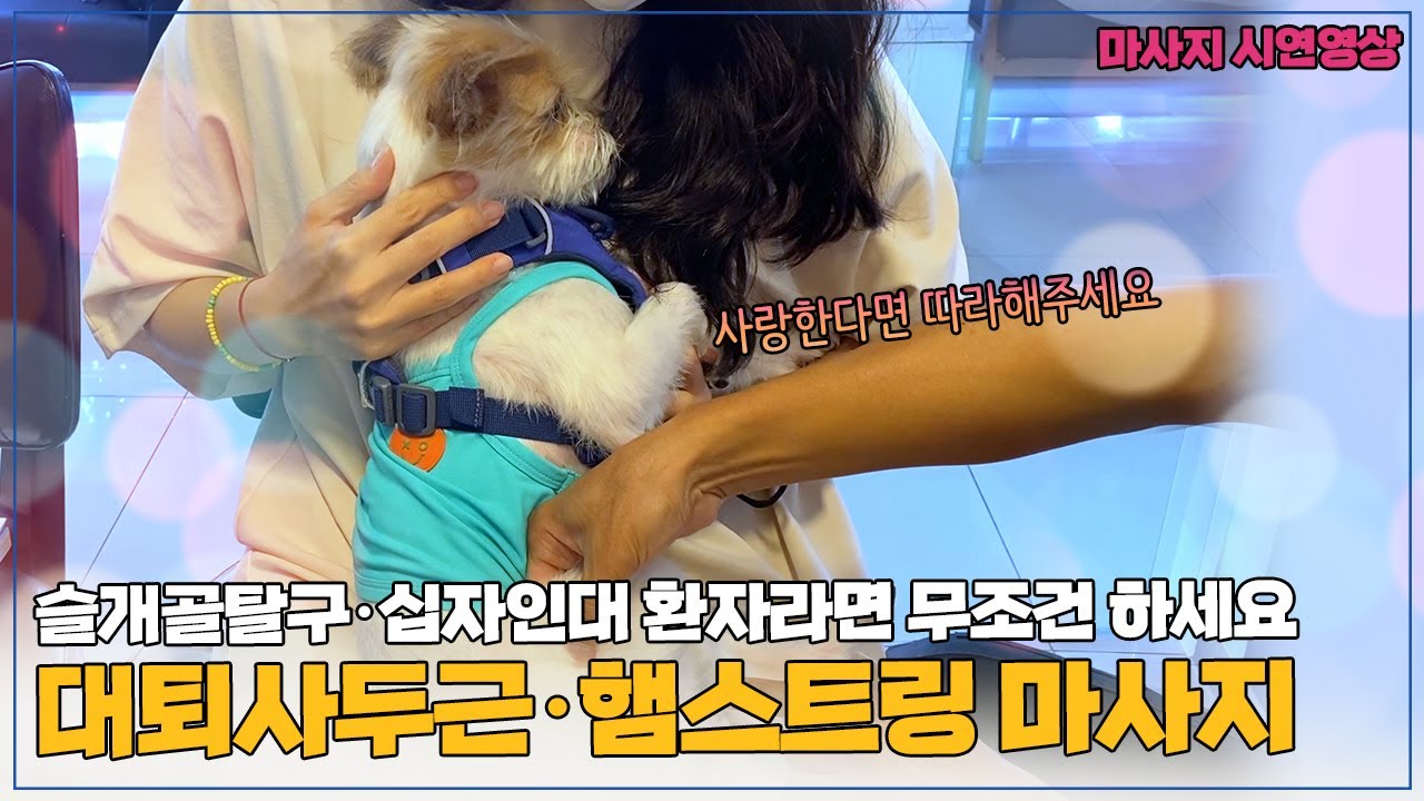 강아지 대퇴사두근 햄스트링 마사지 (  슬개골탈구/십자인대 수술전후 필수)