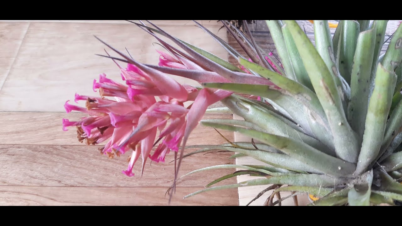 Diferença entre Tillandsia stricta e Tillandsia geminiflora.