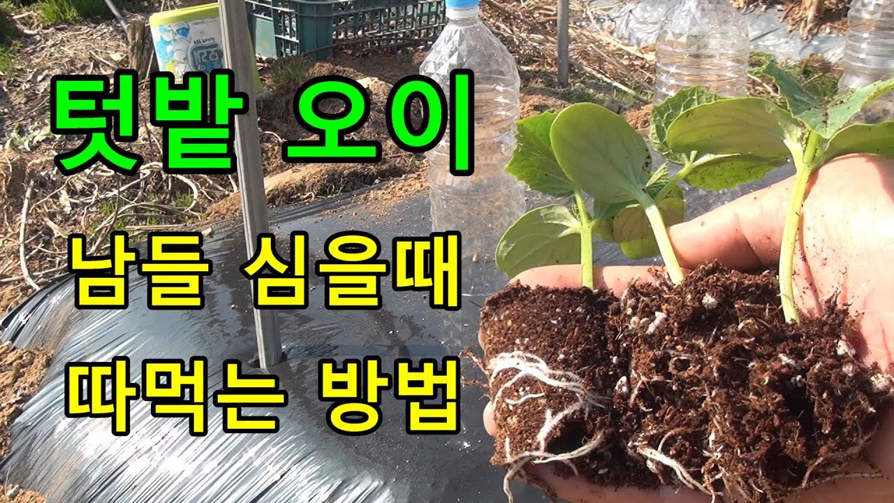 텃밭 오이 남들 심을때 따먹는 방법과 가을까지 키우는 방법