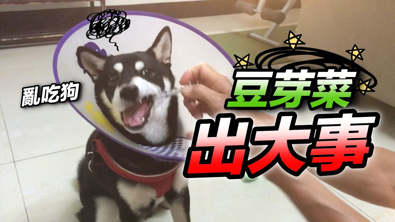 豆芽菜出大事『一天吐八次』