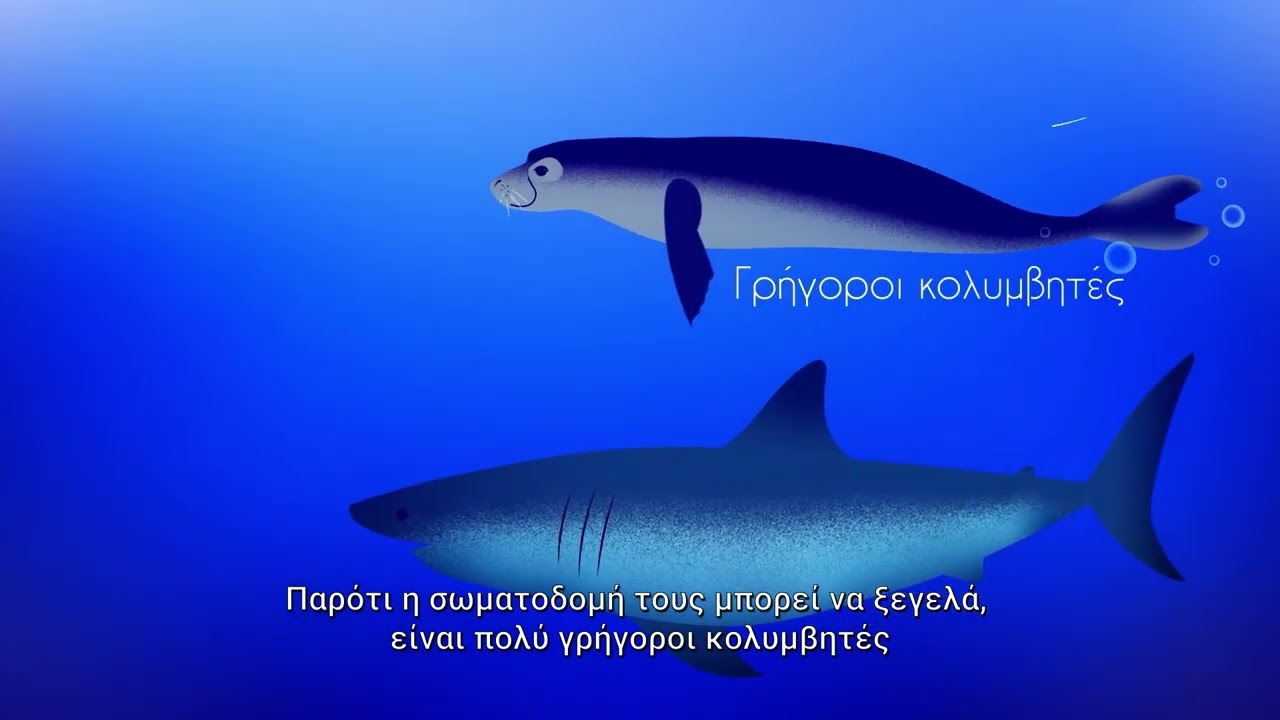 Γνωρίστε τη Μεσογειακή φώκια