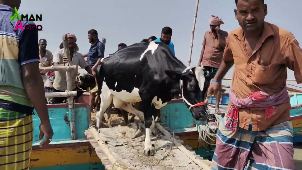 cow unloading, cow videos, cow video, big big cow, goru hamba cow, agro farm, aman agro Ep-219