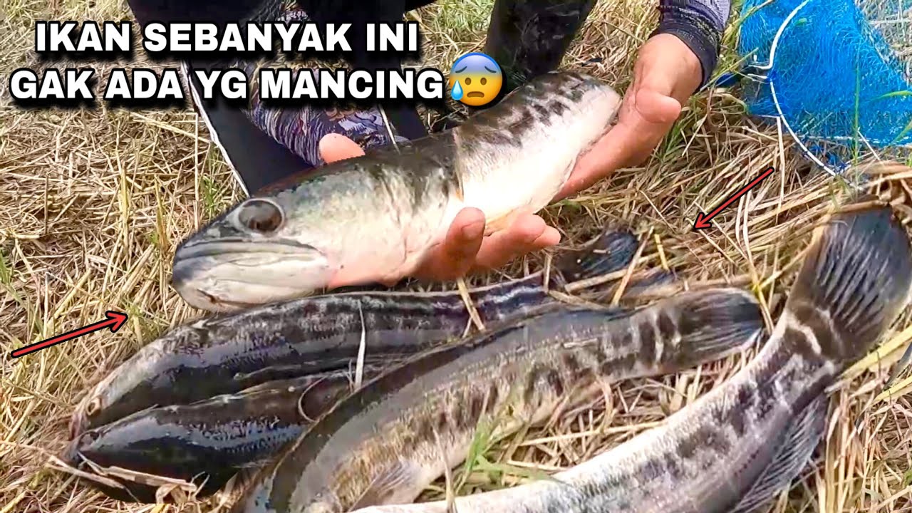 Edan..! Banyak sekali ikan toman disini warga gak hobi mancing