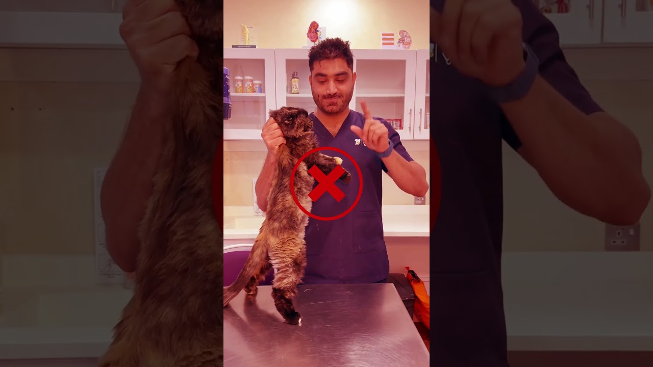 How to hold your cat 🐱