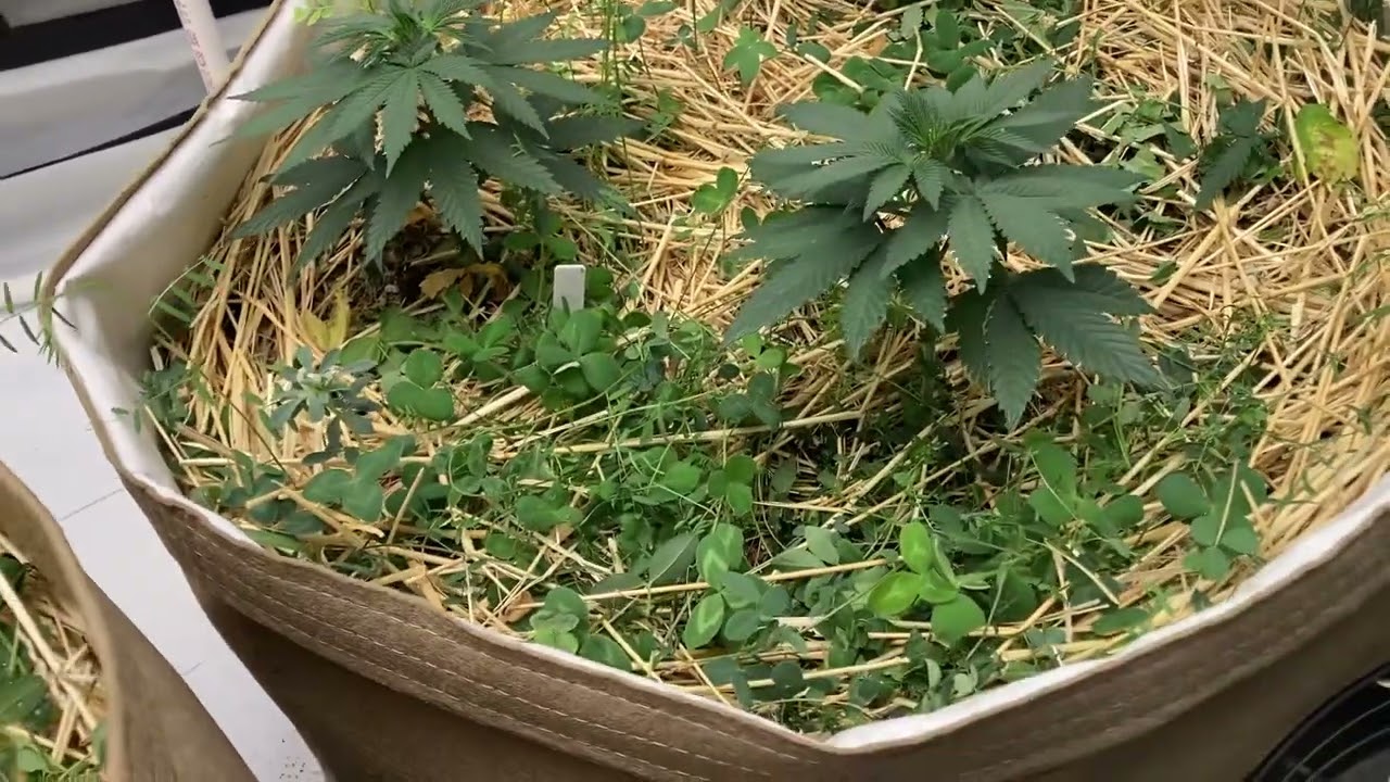 Transplant and topping! Living Organic Soil