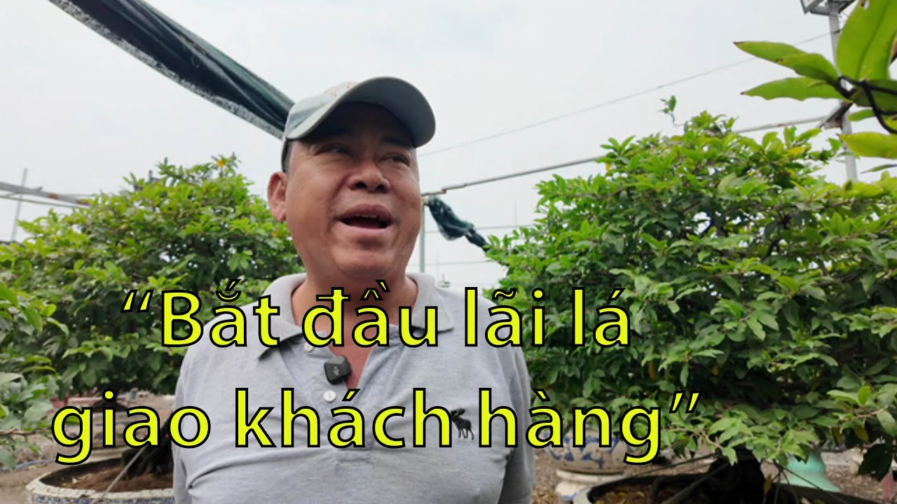 Vườn Phương Bình bắt đầu lãi lá giao khách hàng #maivang68