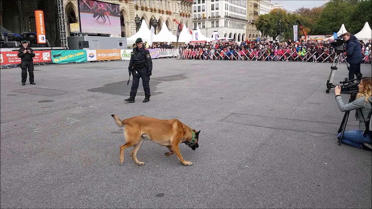 Polizei-Diensthunde Vorführung [Nationalfeiertag 2017]