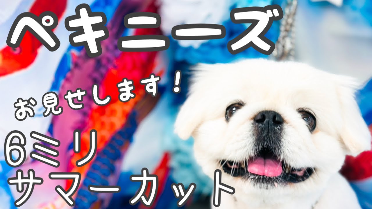 【ペキニーズ】6ミリサマーカットほとんどノーカットでお見せします！