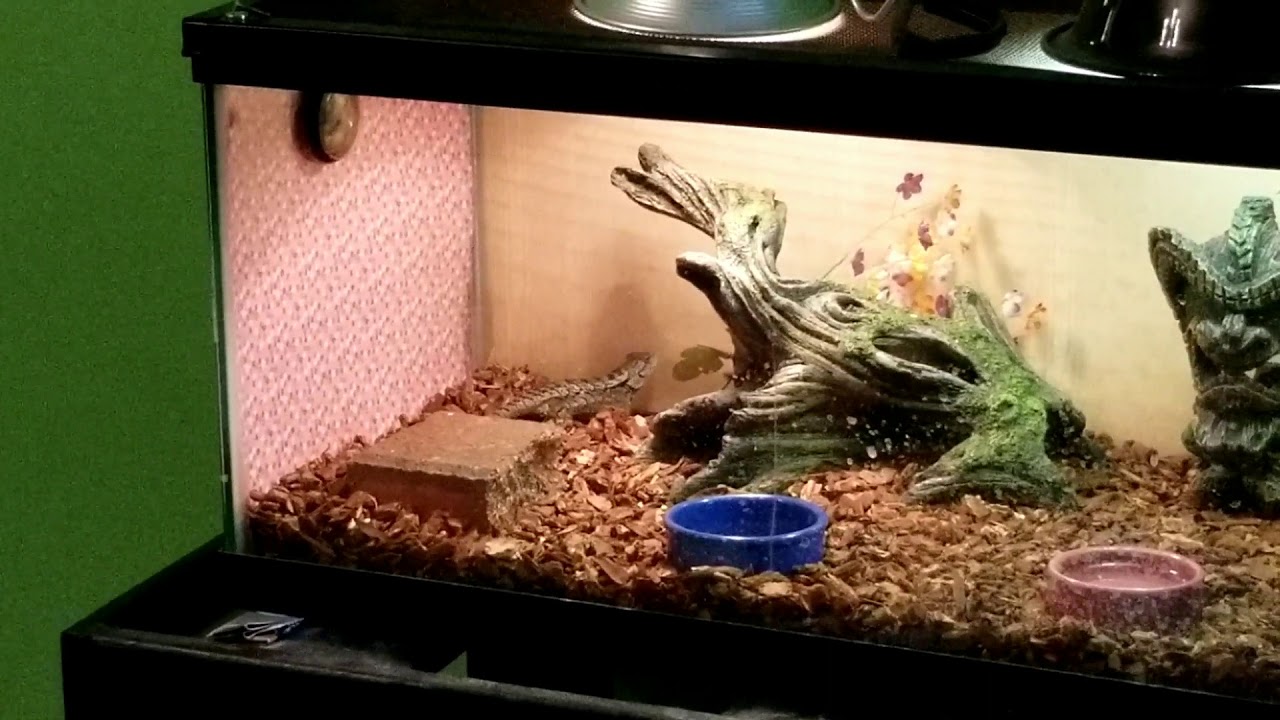 Sceloporus buries herself