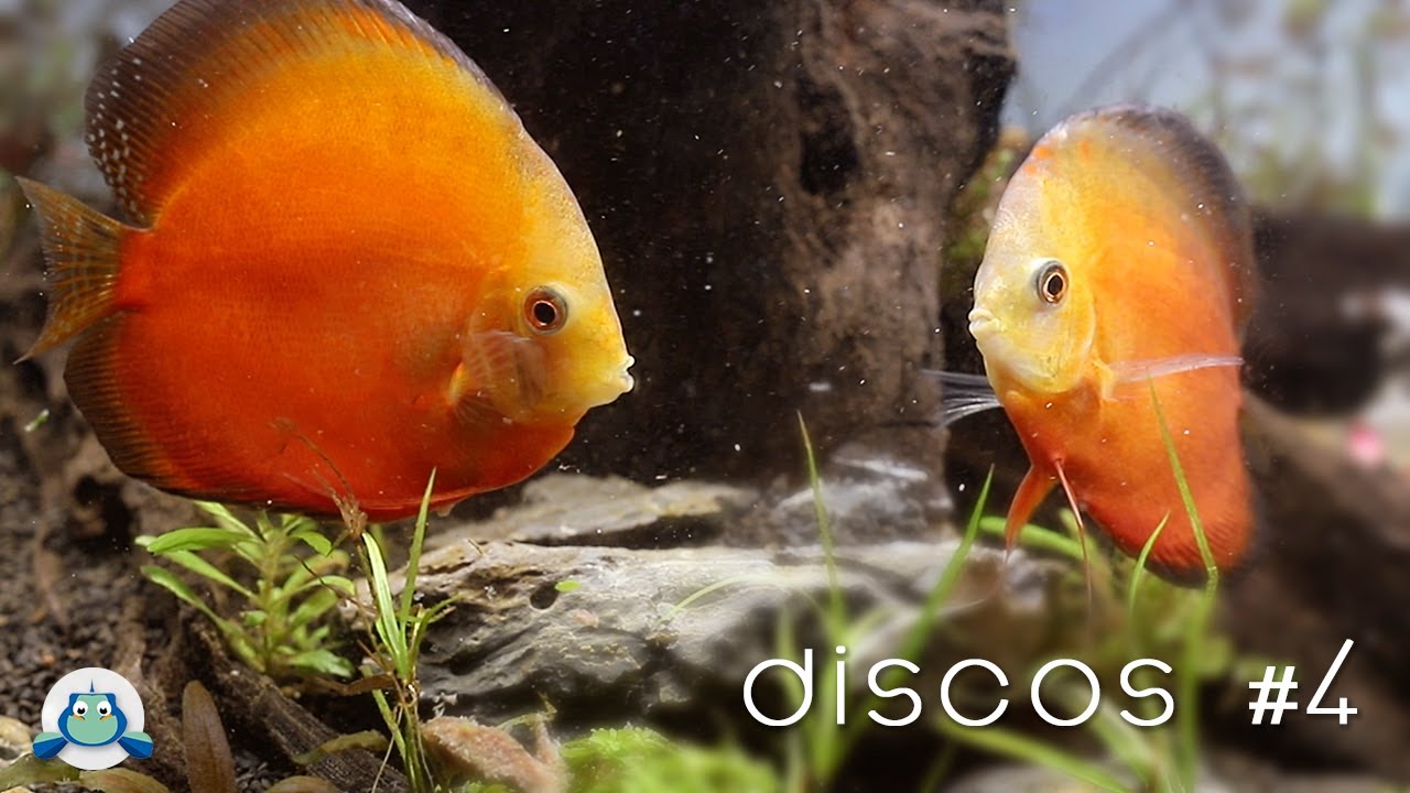 ¿Cómo ALIMENTAR a los peces DISCOS?