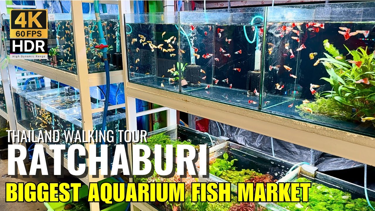 🐟 World's Largest Aquarium Fish Market! Fish Village Ratchaburi, Thailand | 4K HDR