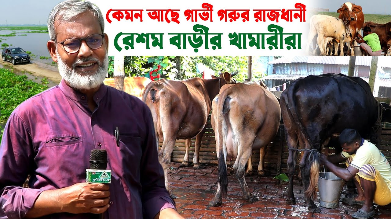 1233- কেমন আছেন গো-রাজধানী’র খামারীরা ? রেশমবাড়ি সিরাজগঞ্জ।  R.I Manik.Chitrapuri Krishichitra