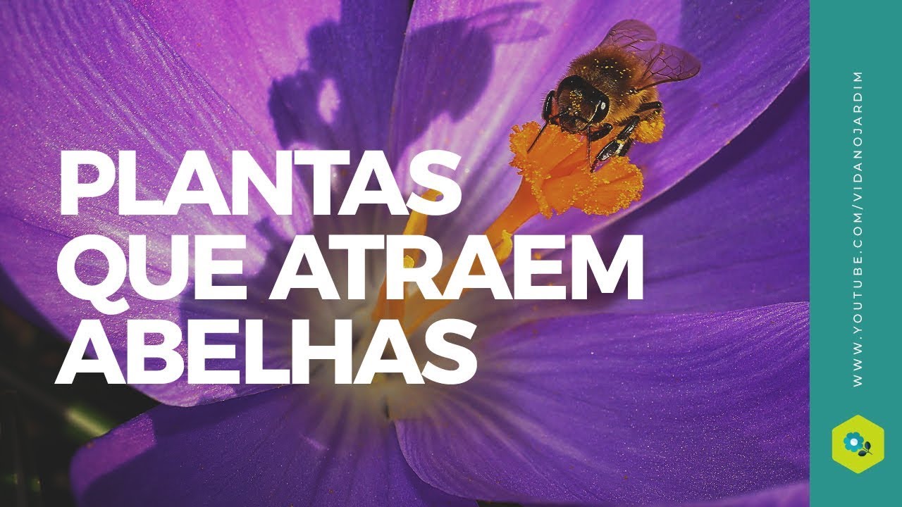 Plantas que atraem abelhas