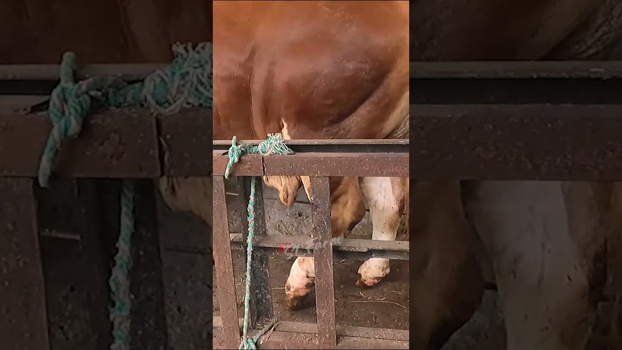 sapi jumbo keluar kandang
