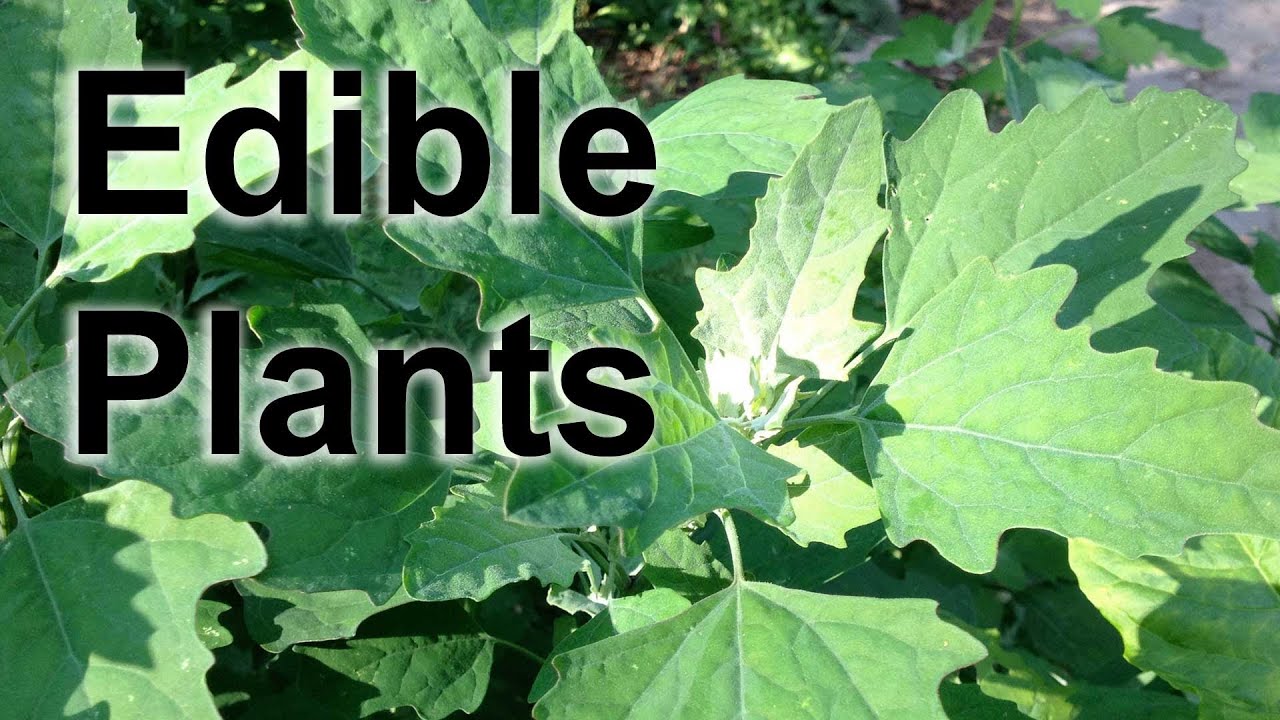 Lambsquarters Foraging for Edible Wild Plants - GardenFork