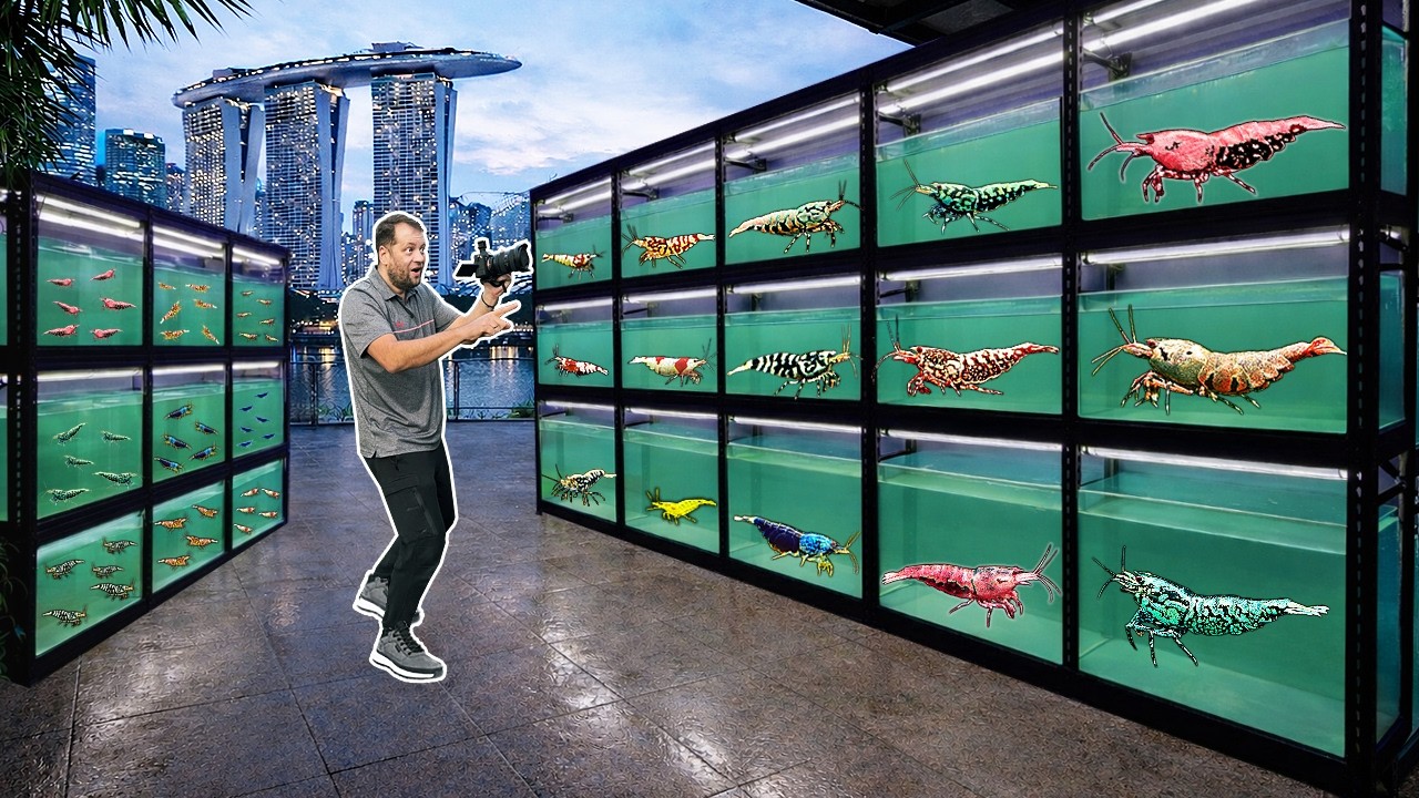 194 Aquariums FULL of Exotic Shrimp! Singapore Shrimp Store Tour (KW Shrimps)