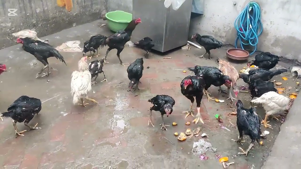 Aseel murga or kabotaro ak Tez Barish me full enjoy kr rha Mashallah 😊