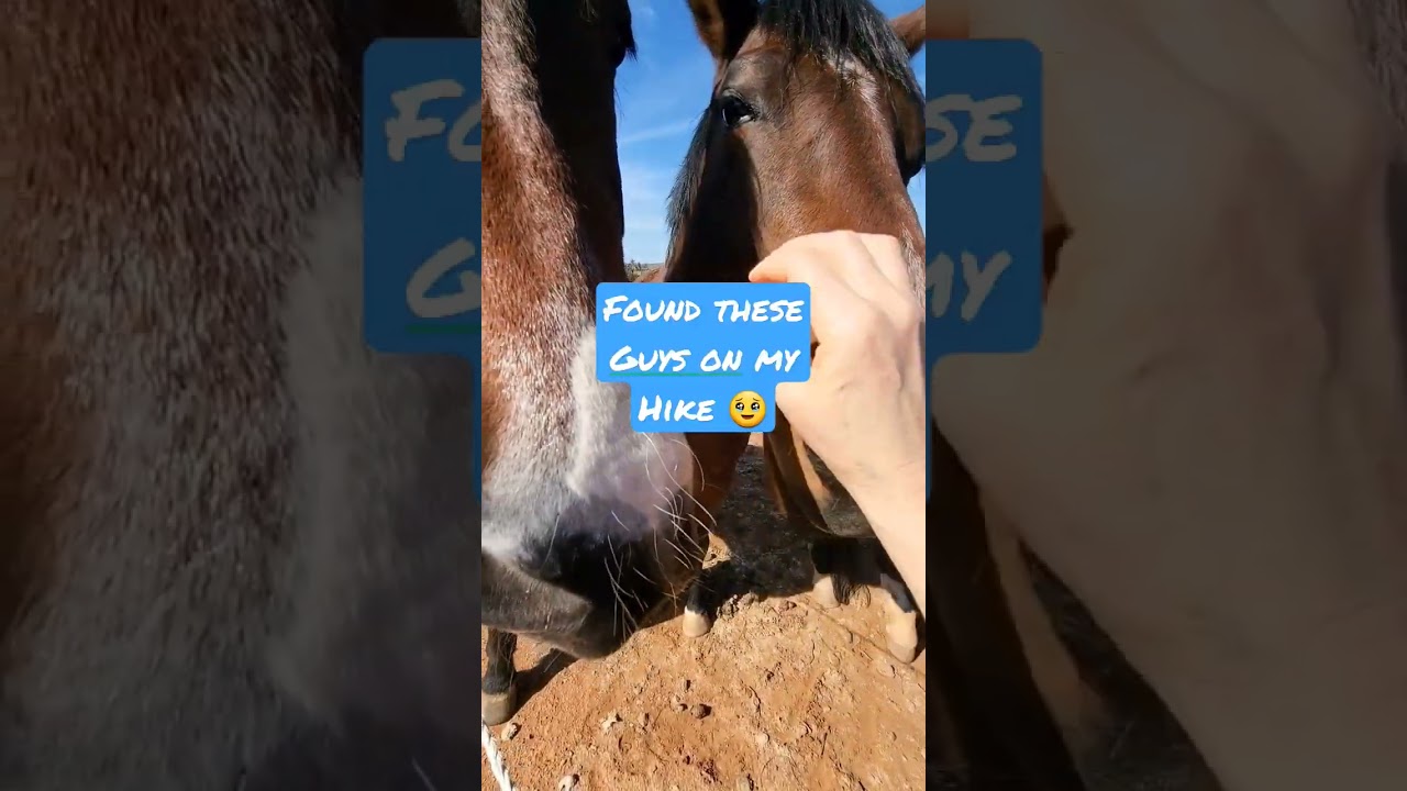 Petting things with fur raises your vibration. 💫🐴 #horsetherapy #horses #horsesofinstagram