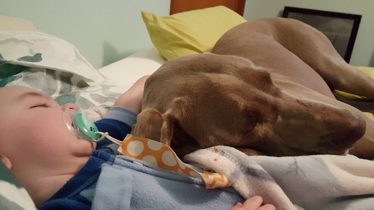 Baby and weimaraner decide to sleep in late