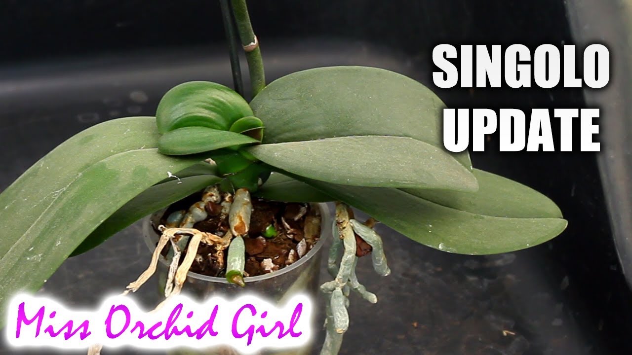 Update and repot of the Phalaenopsis Singolo - Thoughts on 'tampered' Orchids