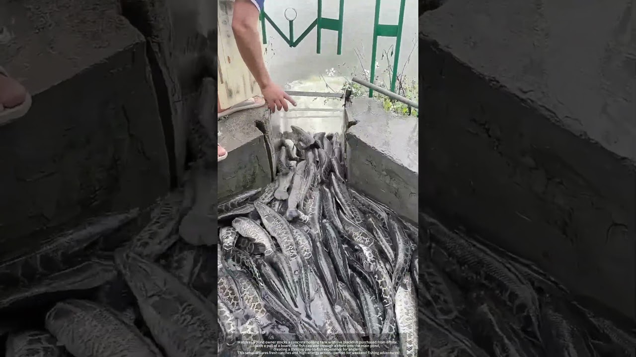 Stocking Snakeheads : How Pond Owners Lure Anglers for Profit