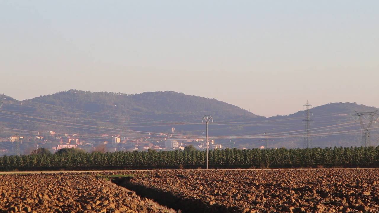 paulownia cotevisa 2 fa piu bella Toscana