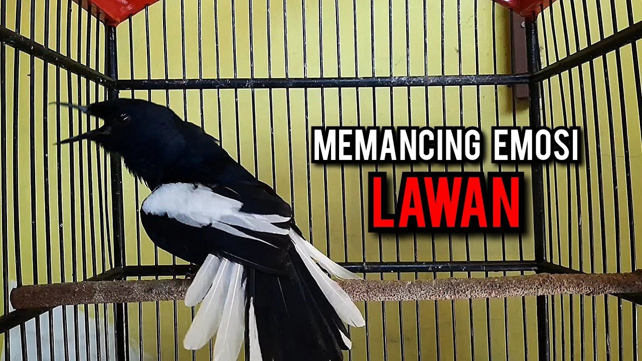 kacer gacor NGEPLONG tarung ini paling ampuh buat PANCINGAN KACER agar EMOSI NYAUT
