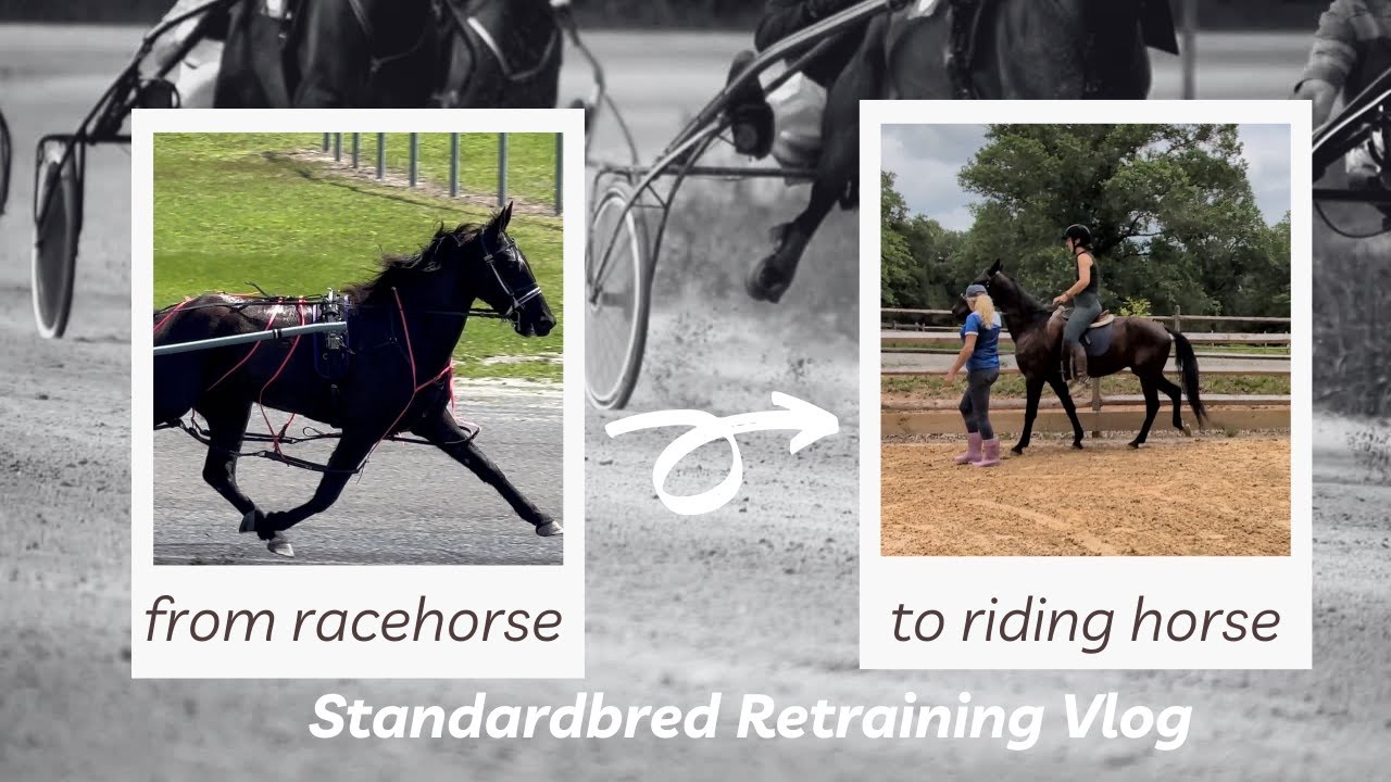 My Horse's First Ride! Standardbred Retraining Vlog