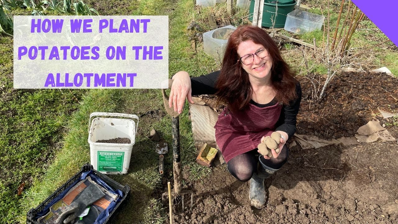 Planting Potatoes On A UK Allotment - Allotment Gardening For Beginners