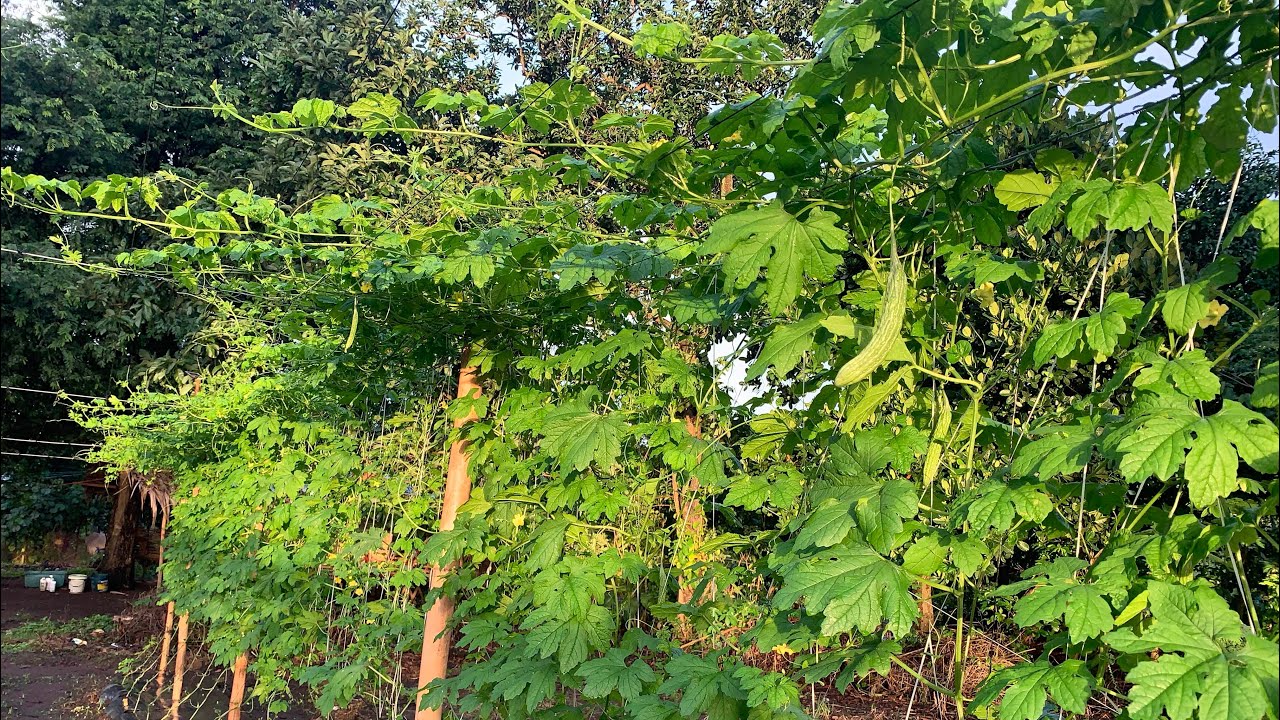 Update sa ampalaya