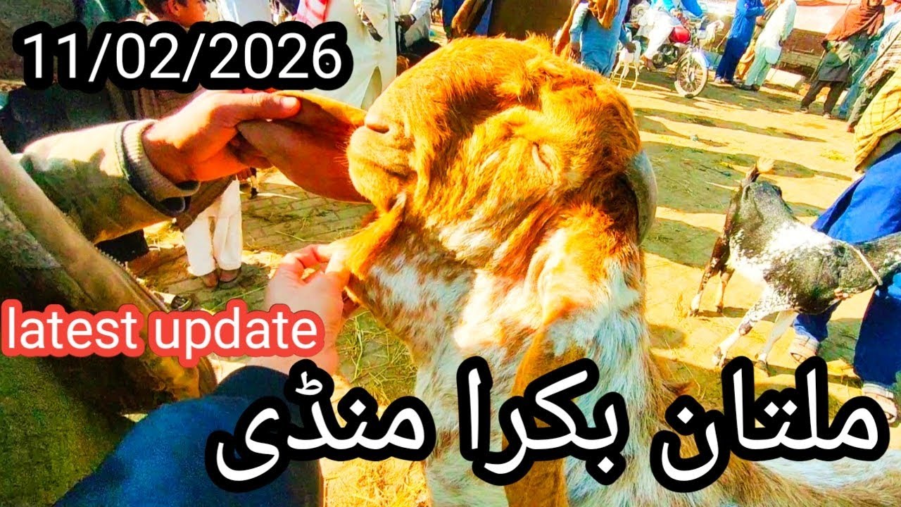 Multan Bakra mandi latest update, 11/02/2026, ملتان بکرا منڈی فریش اپڈیٹ 